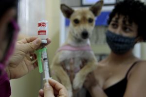Campanha de vacinação antirrábica para cães e gatos tem início em Manaus